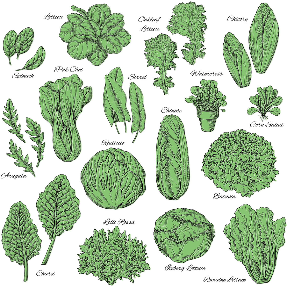 Various types of salad greens